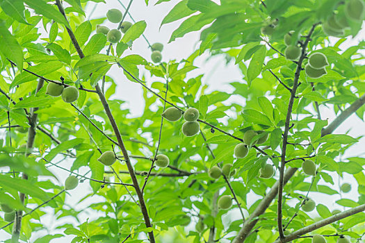 夏日青绿与果实