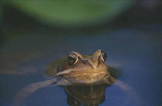 青蛙,水中