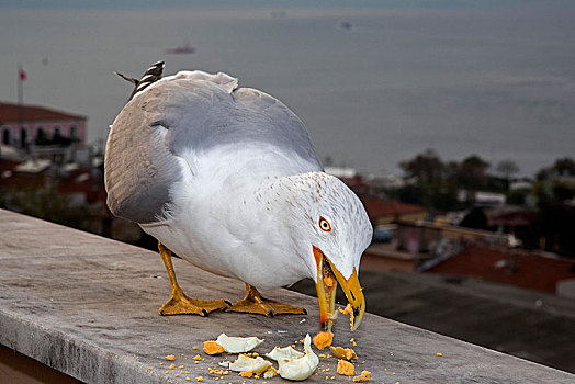 黄腿鸥,伊斯坦布尔,土耳其,亚洲