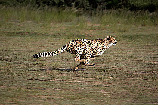 猎豹,成年,跑,纳米比亚