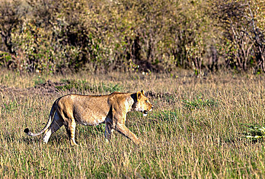 老,雌狮,狮子,徘徊,马赛马拉国家保护区,肯尼亚,东非,非洲