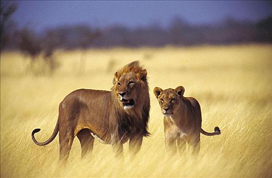 雌性,雄性,狮子,猫科动物,哺乳动物,埃托沙国家公园,纳米比亚,非洲,动物