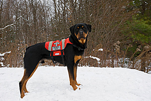 罗特韦尔犬,狗,救助,雪中