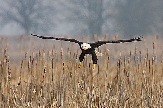 白头鹰,猎捕,湿地