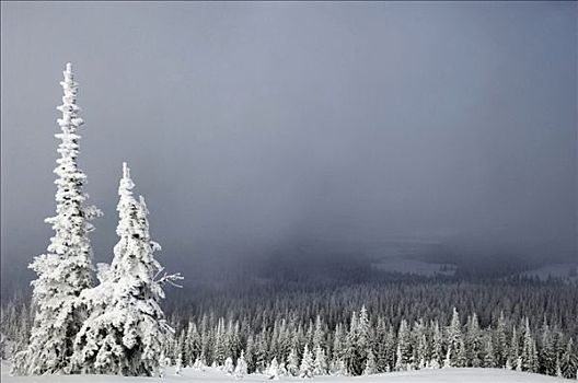 树,积雪,树林,西部,黄石公园,加拉廷,蒙大拿,美国
