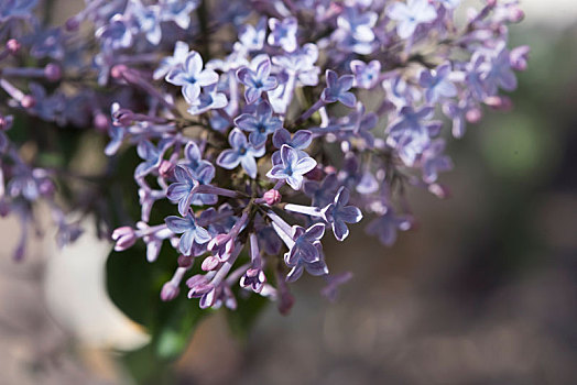 丁香花