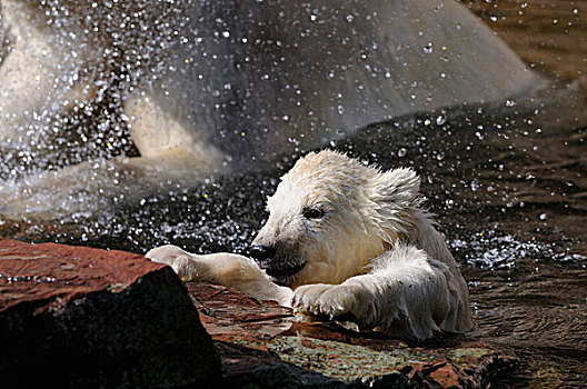 北极熊,幼兽,动物园,游动,游泳,水中,德国