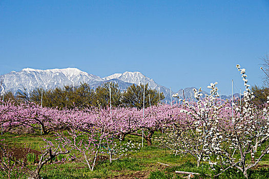 桃花,新,香格里拉,餐馆