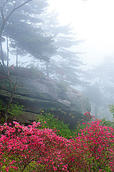 麻城杜鹃花