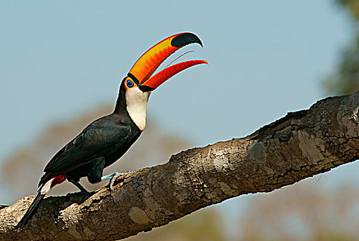 普通,巨嘴鸟,托哥巨嘴鸟,张嘴,鸟嘴,潘塔纳尔,巴西,南美