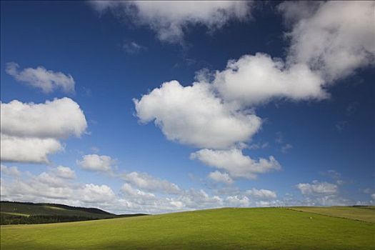 草场,蓝天,积云,新西兰