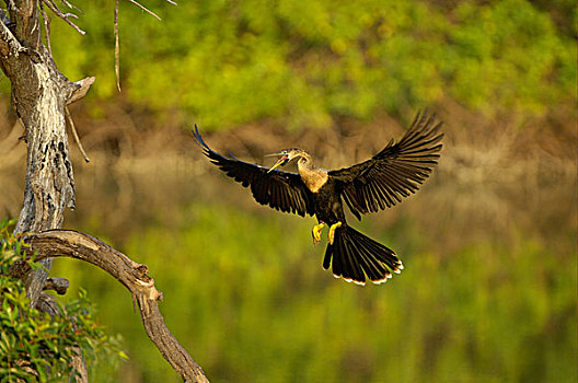 美洲蛇鸟,成年,飞行,陆地,佛罗里达,美国