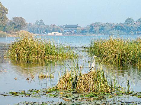 江苏东海,湿地生态美,群鸟觅食忙