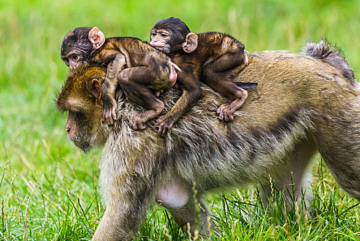 两个,幼仔,巴巴利猕猴,乘,母亲