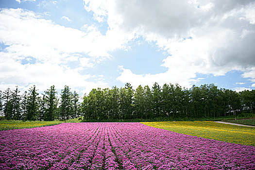 花田