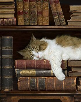 猫,睡觉,书架