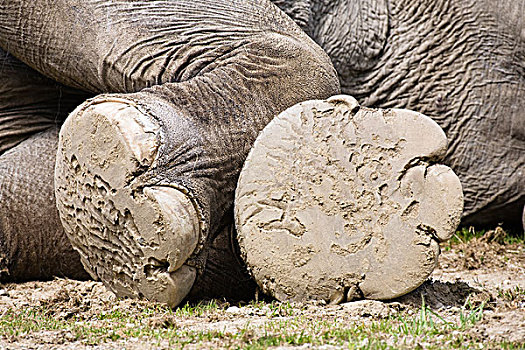 亚洲象,象属,脚,东南亚