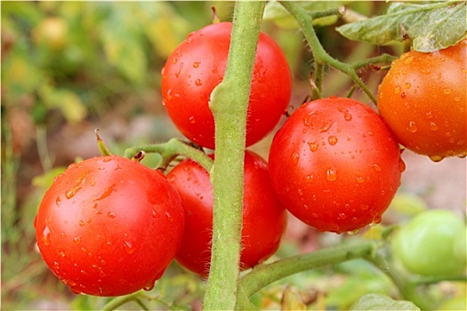 红色,西红柿,灌木