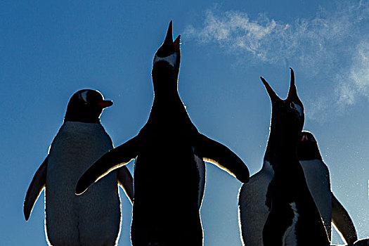 南极,巴布亚企鹅,向上,云,蒸汽,叫,示爱,阳光