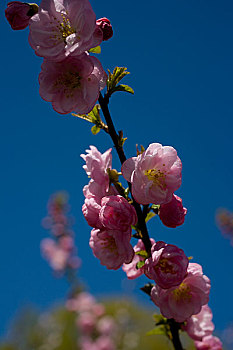 玉渊潭公园内的桃花