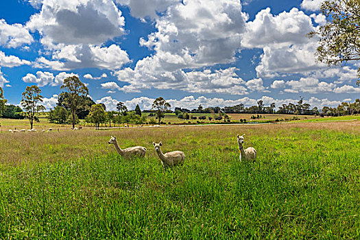 澳大利亚羊驼