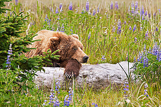 母熊,棕熊,科迪亚克熊,熊,睡觉,登录,地点,羽扇豆,花,湖,国家公园,阿拉斯加,美国