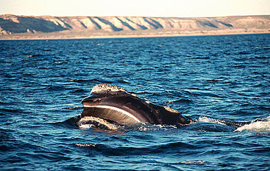南露脊鲸,平面,展示,鲸须,阿根廷