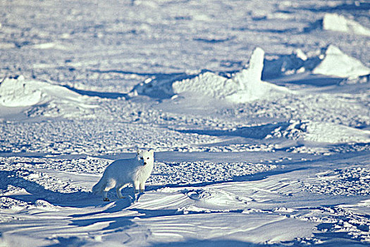 北极狐,猎捕,冰,哈得逊湾