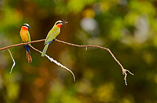 两个,食蜂鸟,津巴布韦