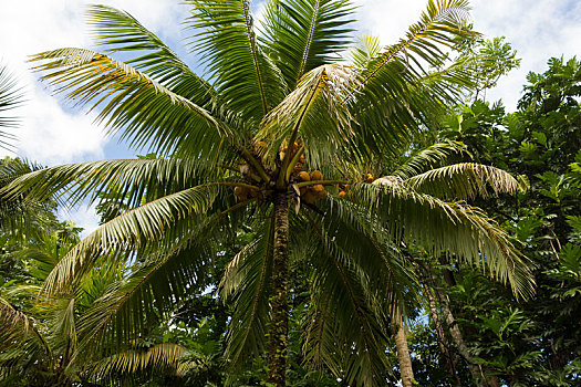 棕榈树,雨林,波特兰,教区,牙买加