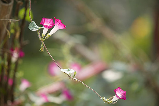 牵牛花