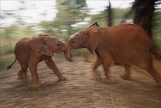 非洲象,孤儿,9个月大,玩,东察沃国家公园,肯尼亚