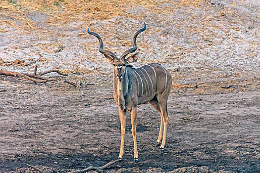 博茨瓦纳,乔贝国家公园,萨维提,大捻角羚