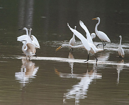 广西梧州,黄嘴白鹭现身湿地公园