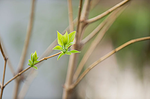 发芽,丁香,叶子