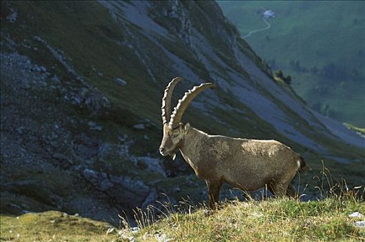 阿尔卑斯野山羊,羱羊,阿尔卑斯山,欧洲