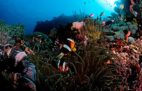 葵鱼,巴厘岛,印度洋,印度尼西亚