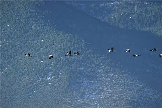 黑颈鹤,成群,飞,山峦,云南