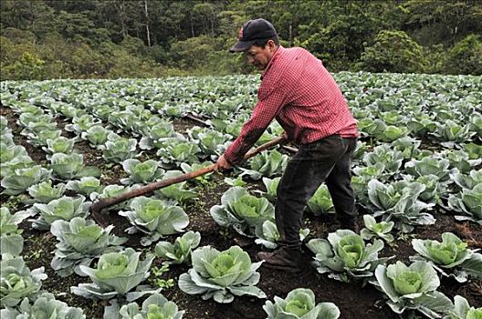 农民,锄,卷心菜,地点,自然保护区,尼加拉瓜,中美洲