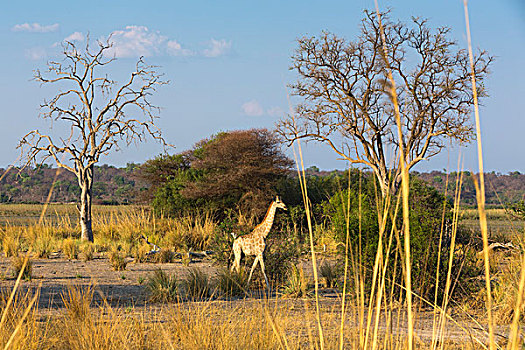 长颈鹿,洪水,朴素,宽渡河,国家公园,纳米比亚