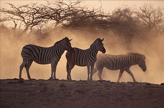白氏斑马,斑马,黄昏,埃托沙国家公园,纳米比亚