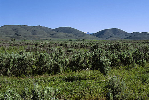 美国,爱达荷,靠近,国家纪念建筑,山麓,山峦,山艾树