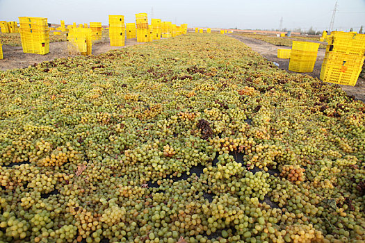 新疆哈密,九月丰收季,戈壁滩上晒葡萄
