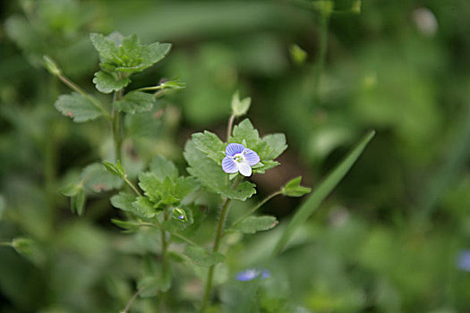 花,茶花