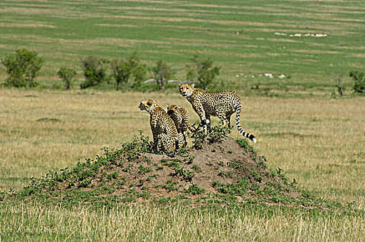 印度豹,三个,青少年,白蚁窝,马赛马拉,肯尼亚,非洲