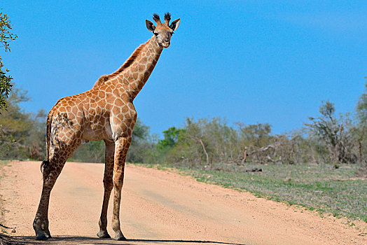 南非,长颈鹿,幼兽,站立,土路,蓝天,克鲁格国家公园,非洲