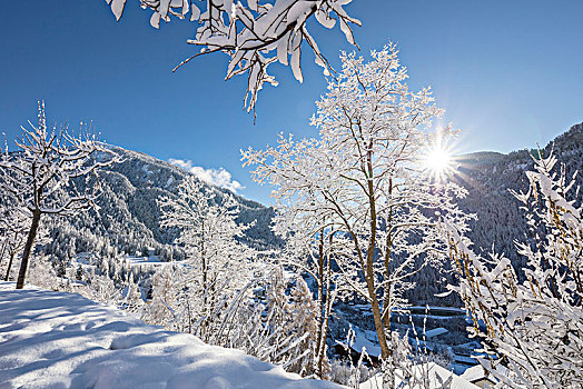 阳光,雪,木头,山谷,格劳宾登,瑞士
