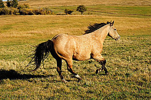 马,驰骋,草原,萨斯喀彻温,加拿大