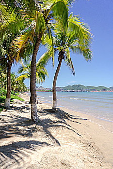 海滩椰树