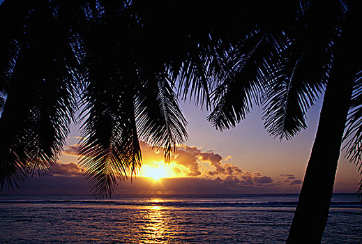 日落,剪影,棕榈树